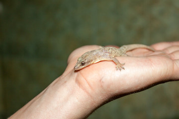 beiger Gecko sitzt auf der Hand