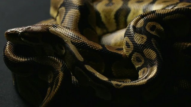Lying royal python in shadow