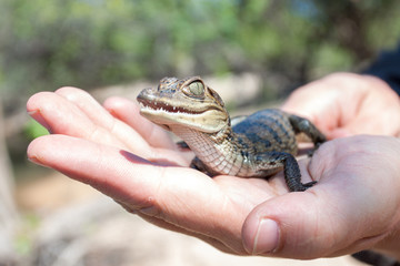 s&uuml;&szlig;es Baby Krokodil oder Kaiman sitzt auf einer Handfl&auml;che