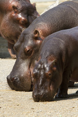 Ippopotamo, Hippos