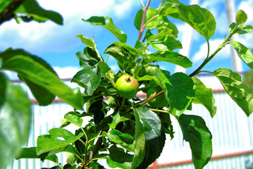 immature green apples on a young tree
