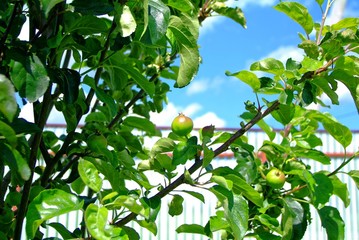 Obraz premium immature green apples on a young tree