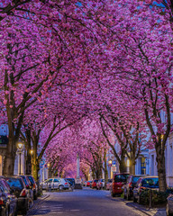 Kirschblüte in der Bonner Altstadt