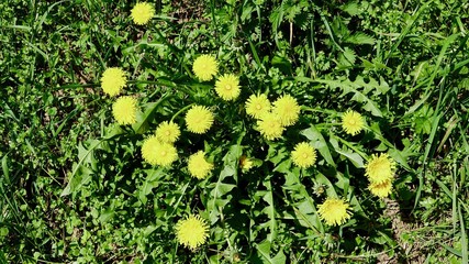 Löwenzahn und Pusteblume