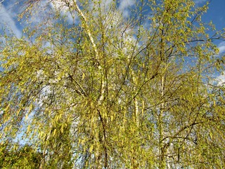 Young green leaves and catkins on birch trees. Richmond, British Columbia, Canada