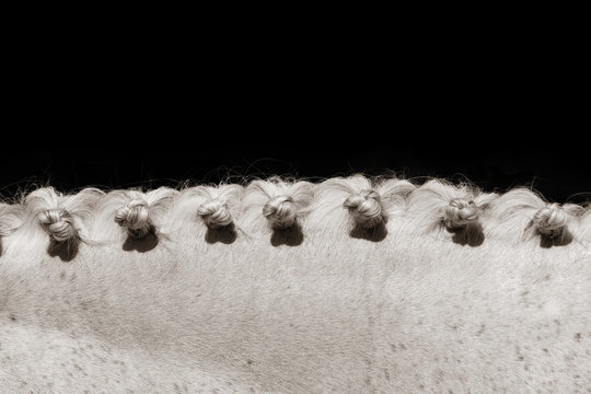 trenzas de un caballo