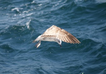 Fototapeta premium Möve im Flug - bei Istanbul, Türkei