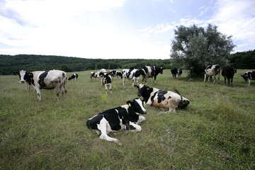 Cows grazing on a farmland