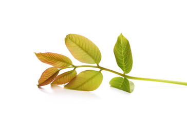 Young twig of walnut with seeds isolated on white background, clipping path