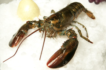 Raw lobster  
