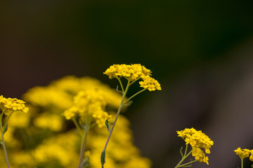 Close up macro beautiful light yellow flower