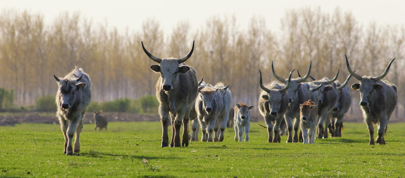 Herd of Hungarian Grey cattle cows with long dangerous horn