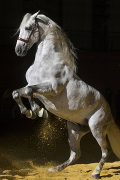Caballo Pura Raza Espa&ntilde;ol