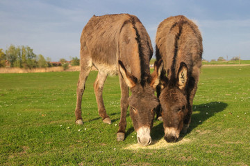 Two donkeys is grazing on the floral meadow © Geza Farkas