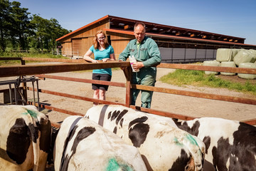 Landwirt und Tochter kontrollieren Rinder beim Transport auf die Weide