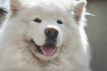 a portrait of the samoyed. a dog with his tongue hanging out