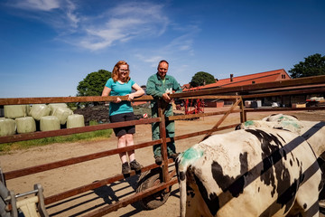 Viehaustrieb im Frühjahr, Landwirt und Tocher begutachten Rinder im Fangwagen