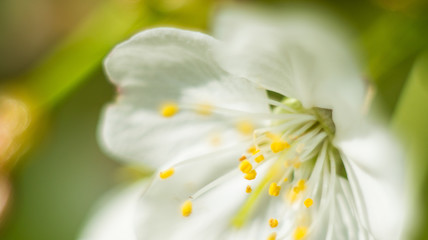 Macro Cherry blossom springtime flowers