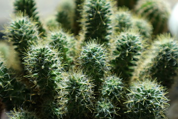 Small cacti. Macro