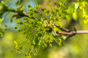 Fototapeta na wymiar closeup, zielone drobne kwiatki na gałązce
