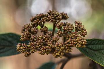 closeup, kalina, drobne pąki kwiatowe - 201413281