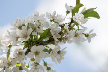 blooming trees. a branch of cherry blossoms, sakura. beautiful spring season