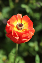 Fototapeta premium Kwitnący Kolorowy Kwiat