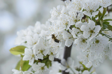 Blooming beautiful snow-white cherry on a spring day close-up, background.