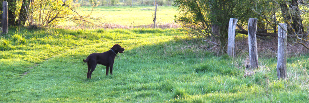 h&uuml;bscher brauner Labrador auf Feld und Wiesen beim Spaziergang im Sommer