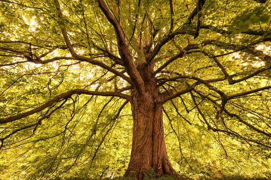 M&auml;chtiger, gro&szlig;er, knorriger Baum mit weitverzweigtem Bl&auml;tterdach