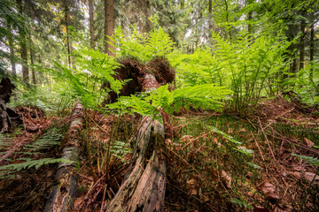 Farngewächse und Unterholz im Wald