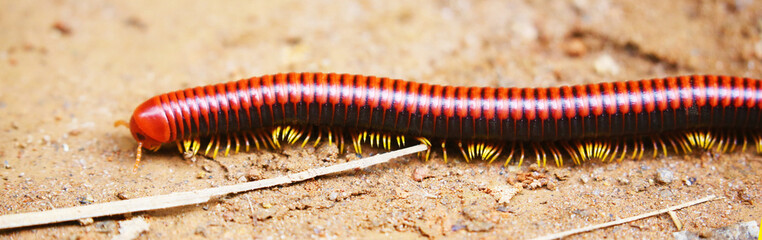 Beautiful red millipede of Madagascar