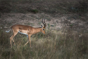 Lone Male Impala
