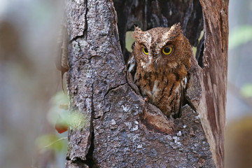 Madagascar screech owl in horizontal composition