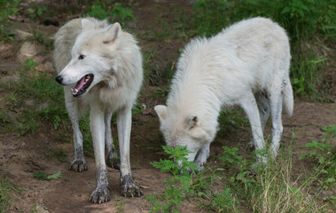 Naklejka na ściany i meble Two Arctic Wolf