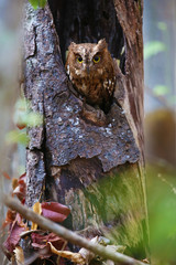 Madagascar screech owl in vertical composition 