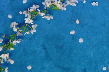 White apricot spring flowers on the grunge dark blue background with copyspace. Seasonal and greeting concept.