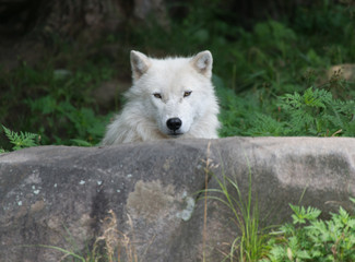 Arctic Wolf