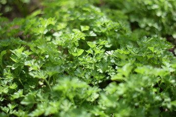healthy food.parsley. healthy lifestyle. garden, horticulture, gardening, vegetarianism, greens