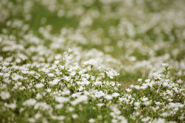 White tender spring flowers, growing at meadow. Seasonal natural floral hipster background