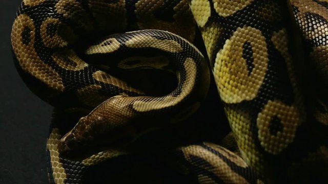Pattern of ball python's snakeskin
