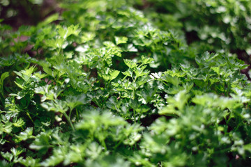 Obraz premium healthy food.parsley. healthy lifestyle. garden, horticulture, gardening, vegetarianism, greens