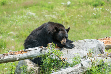 Obraz na płótnie Canvas Black Bear sleeping on a log