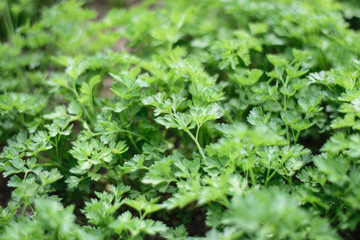healthy food.parsley. healthy lifestyle. garden, horticulture, gardening, vegetarianism, greens