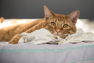 Lazy orange tabby cat resting sleep head on favorite t-shirt while taking an afternoon nap.