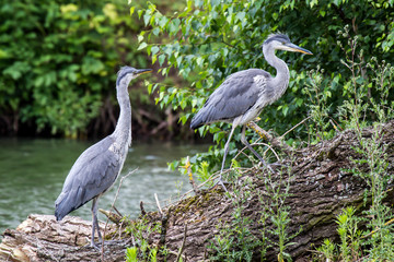 Junge Graureiher auf Baumstamm 4