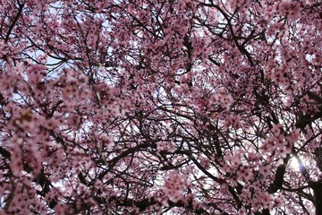 Colorful and relaxing garden with cherry blossom tree in Riopar, Albacete.
