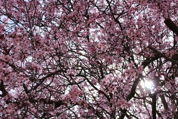 Colorful and relaxing garden with cherry blossom tree in Riopar, Albacete.