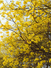 yellow flowers bloom in spring