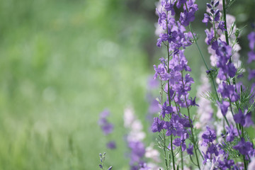 Obraz premium Background from tender soft violet blue beautiful flowers, floral vintage background